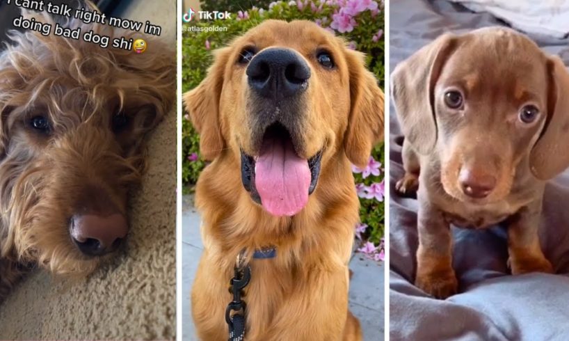 Cutest Dogs and Puppies Compilation 🐶🐾❤️