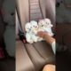 Cutest Pomeranian Puppies Doing Funny Things#Pomeranian#puppy#cute#animal#Funny#viral#tiktok