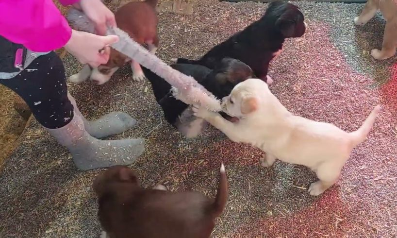 Cutest Puppies Play Tug Of War