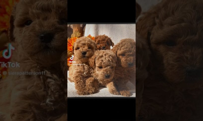 Cutest puppies ever #cutnessoverload #puppylove #trending #subscribe #fyp #viral