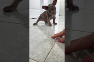 Cutest puppy! 8 week old Mr. Brodie the frenchie!❤️😍🥹 #youtubeshorts#pets#dog#doglover#funnydogs