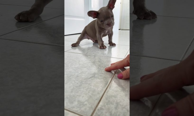 Cutest puppy! 8 week old Mr. Brodie the frenchie!❤️😍🥹 #youtubeshorts#pets#dog#doglover#funnydogs