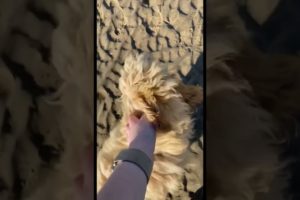 Cutest puppy, first time on the beach! #youtubeshorts #trending #beach #summer #puppy #dog