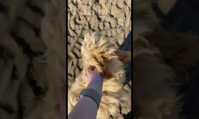 Cutest puppy, first time on the beach! #youtubeshorts #trending #beach #summer #puppy #dog