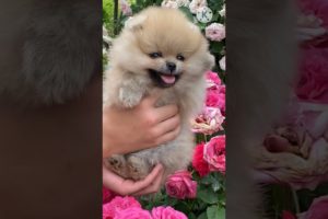 Cutest puppy🐕 😍😍😍#shorts #cute #shortvideo #dogs