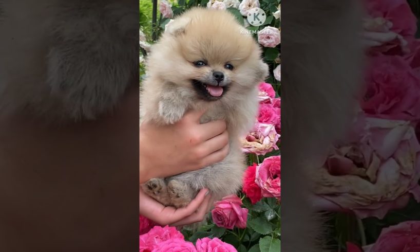 Cutest puppy🐕 😍😍😍#shorts #cute #shortvideo #dogs