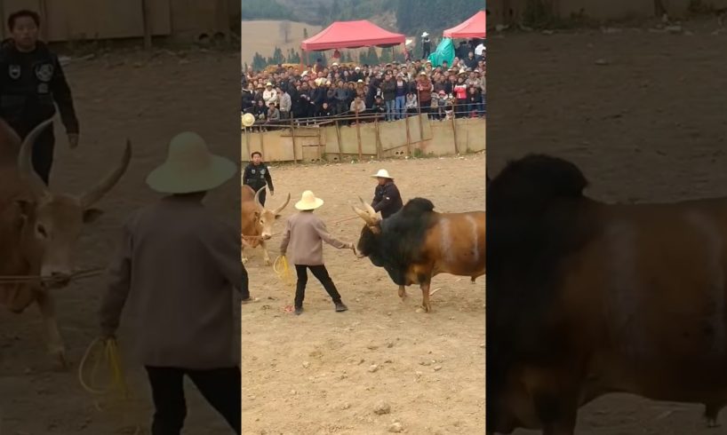 Deadliest Bull Fighting #shorts #animals