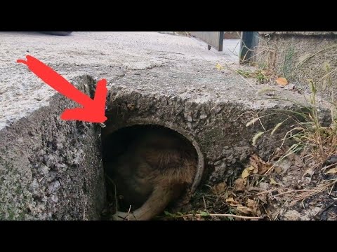 Dog hid himself in a concrete pipe.  Injured and terrified.