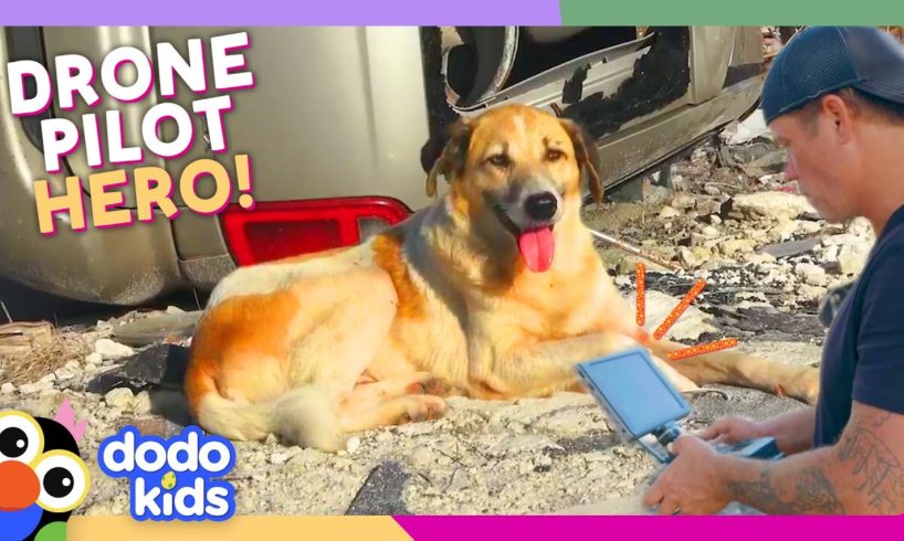 Drone Rescues Cats And Dogs From Hurricanes | Dodo Kids | For The Love Of The Wild