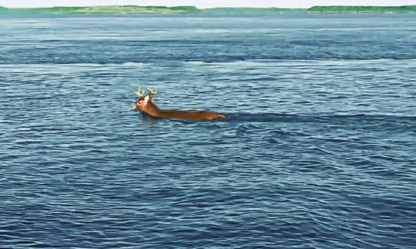 Fishers Couldn’t Believe Their Eyes When They Saw What Was Happening 6 Miles Off Shore