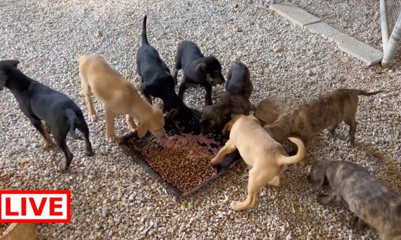 Floras family 🐶🐶🐶🐶🐶🐶🐶🐶🐶🐶🐶Flora and 11 puppies 😍 - Takis Shelter