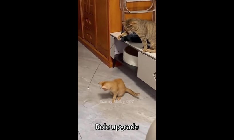 Funny Animals & Cute Pets Videos Compilation #funnyanimals #shorts