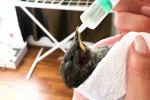 Good Samaritan Rescues Bird From Certain Death  - Animal Rescue Videos