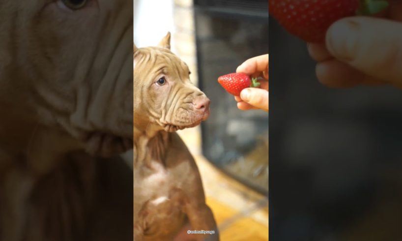 He was trying to eat my strawberry 🍓                   #animals #shorts #asmr #ytshorts #fyp #viral