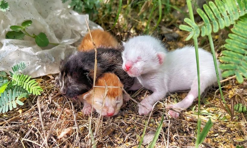 Homeless kittens crying out loud for mother cat!