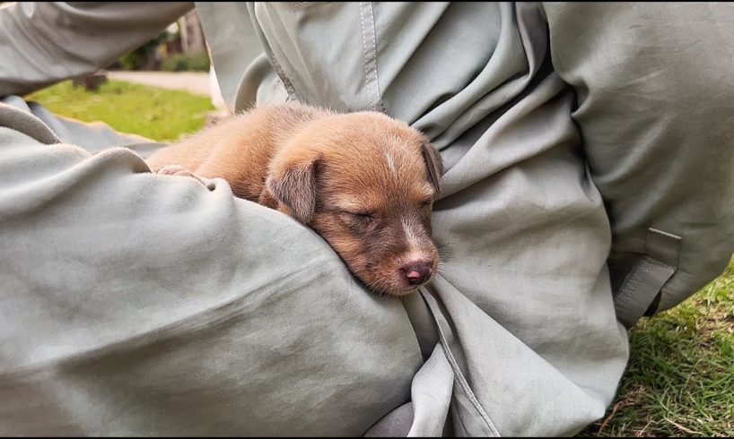 Homeless puppy needed a soft lap for sweet sleep!