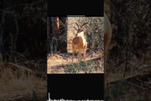 Impossible attack of lion on deer #shorts #subscribe #youtubeshorts #trending #animal #foryou #top