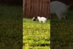 Jeff and Alex playing together ❤ #animals #kitten #shorts #viralvideo