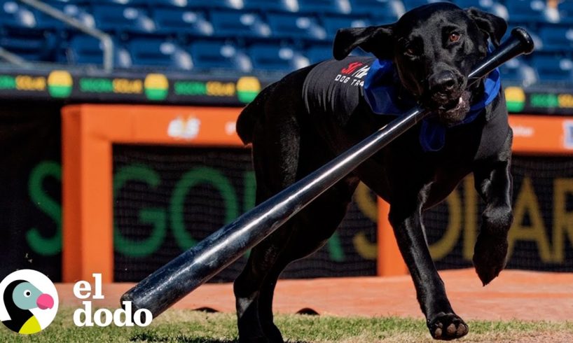 Labrador consigue el trabajo de sus ensueños como jugador de pelota profesional | El Dodo