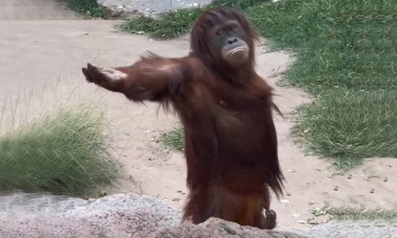 Laugh a Lot With The Funny Moments Of Monkeys 🐵  Funniest Animals Video