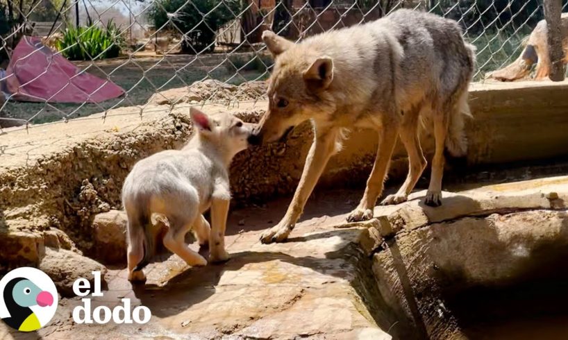 Lobo rescatado siguió llorando por su pareja ... ❤️ | Corazones Salvajes | El Dodo