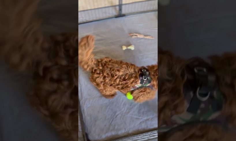 Meet the Cutest Puppy Who Can't Get Enough of Her View from the Playpen | #puppy #cutepuppy #dog