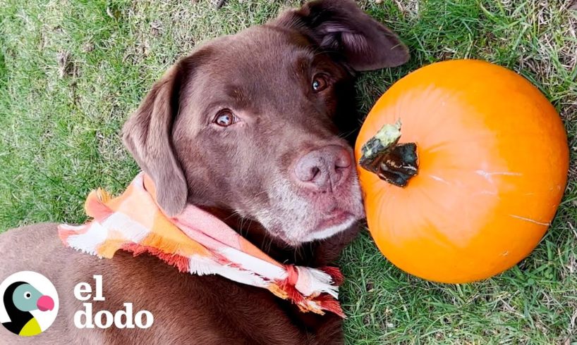 Mira a este labrador chocolate y su calabaza de apoyo emocional | El Dodo