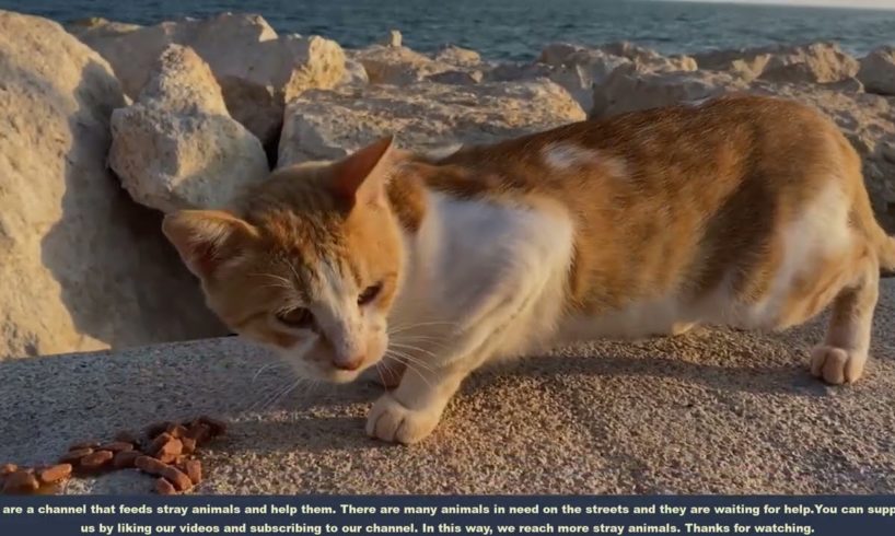 NOO !! Yellow Stray Cat Was Looking For and Waiting for Help then i Found Him (Animal Rescue Video)