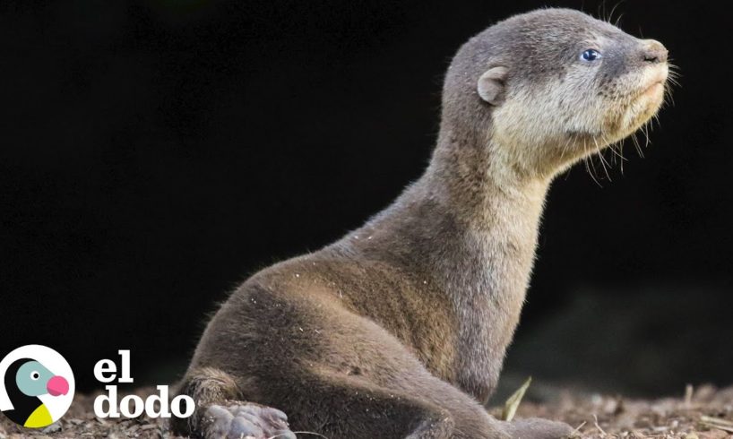 Nutria bebé perdida se reunió con su familia | Corazones Salvajes | El Dodo