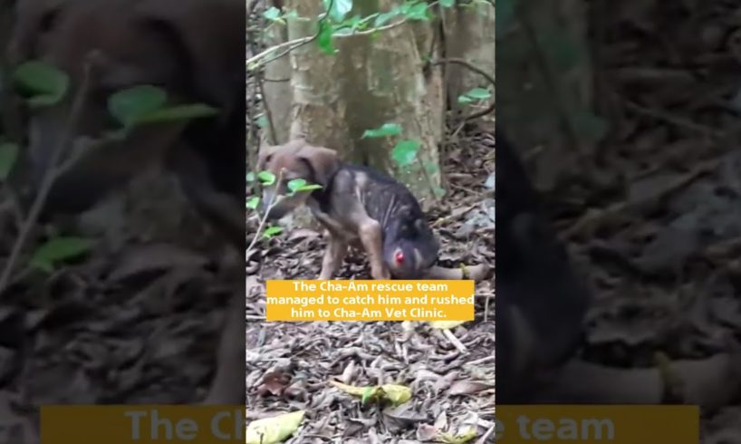 Paralyzed puppy rescued from the jungle