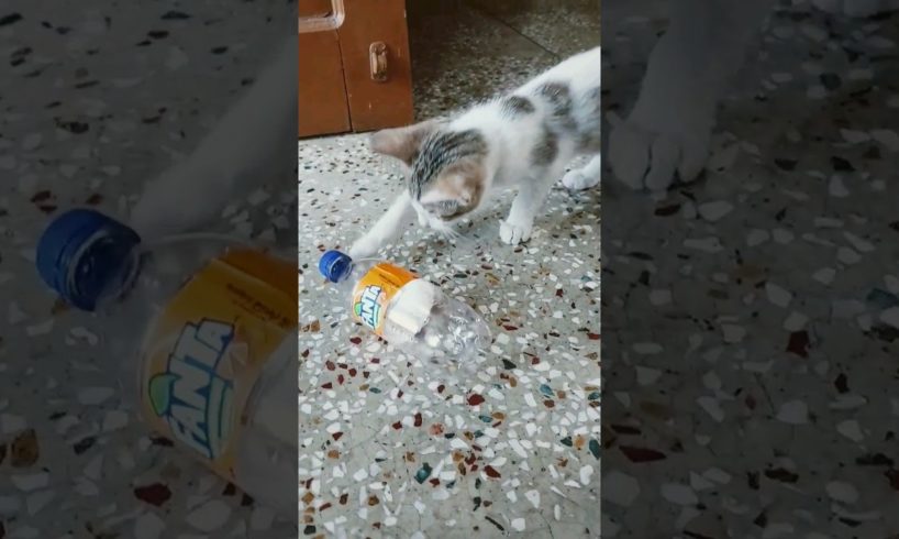 Playing with bottle ♥️♥️😍😍😘😍 #shorts #ytshorts #animals #kaka #pets #animalslover #cat