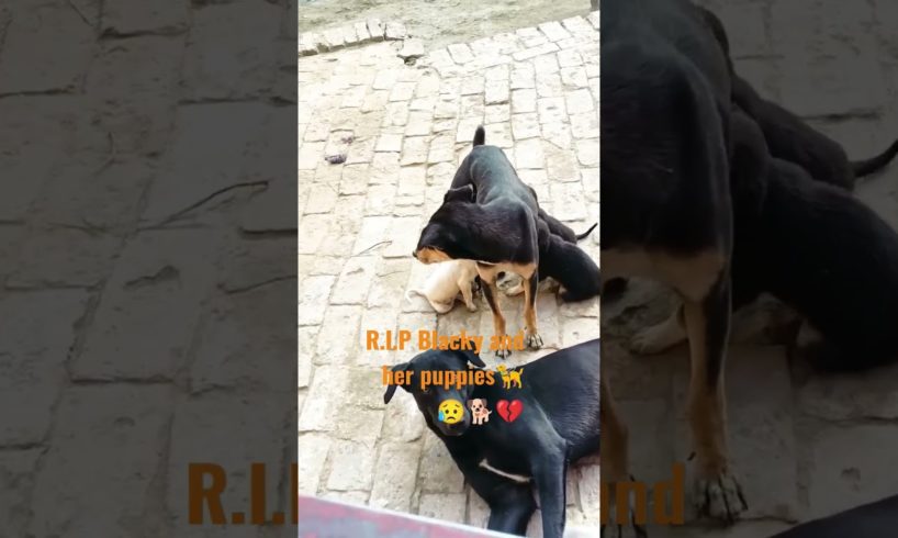 R i.p #blacky #cute #puppies #viral #urmigaurav #shorts #trending #dogslover #animals #cute