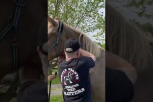 RESCUED PLOW HORSE LOVES HER ATLAS ADJUSTMENT 🐴 Animal Chiropractor