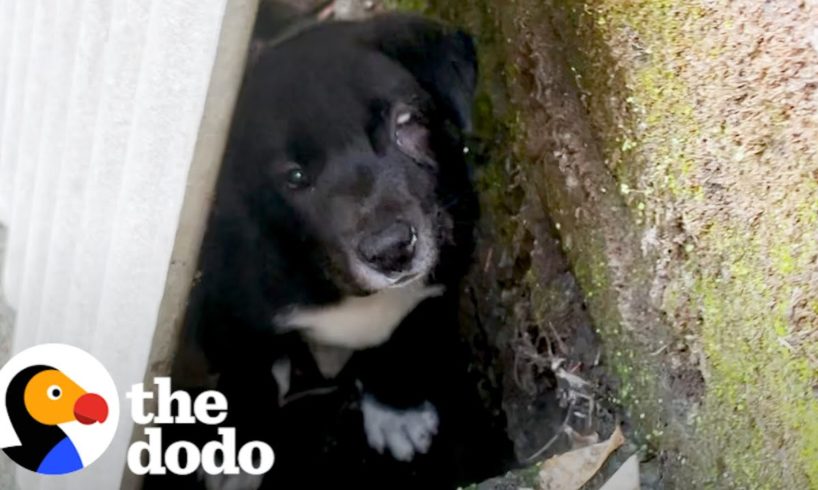 Rescued Puppy Had No Idea How To Play Until This Little Girl Showed Him How | The Dodo