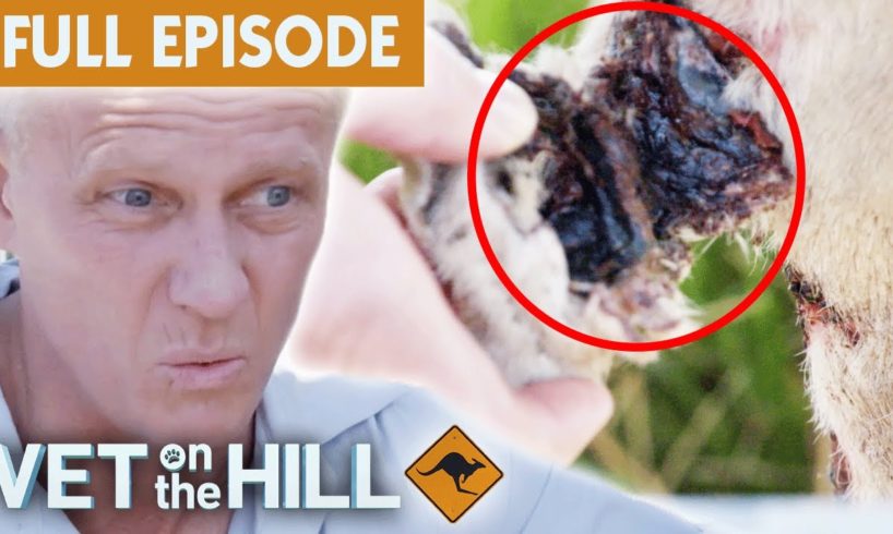 Rescuing Animals Injured In Flood | Vet On The Hill Down Under EP1 Full Episode | Bondi Vet