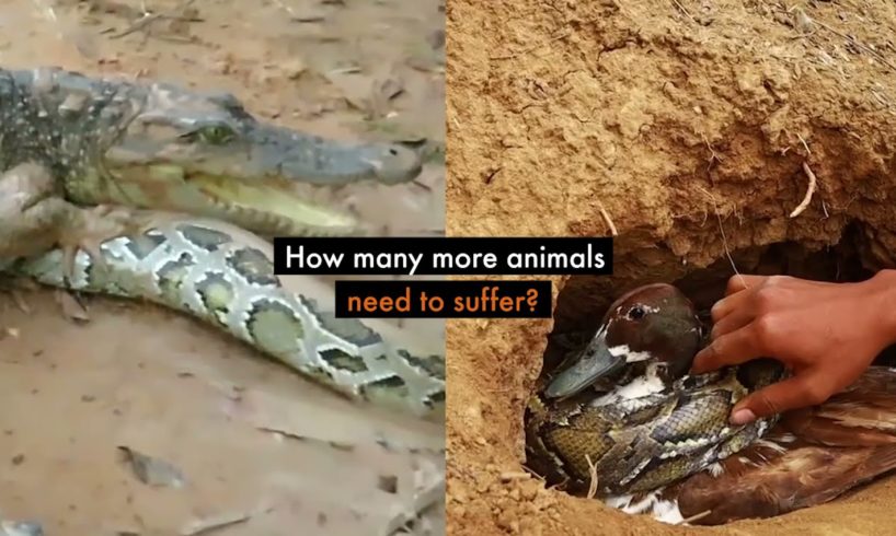 Shocking fake animal rescue videos still being uploaded