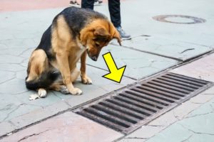 The Dog Looked into the Storm Drain Every Day, and when it was Opened - PEOPLE were Shocked!