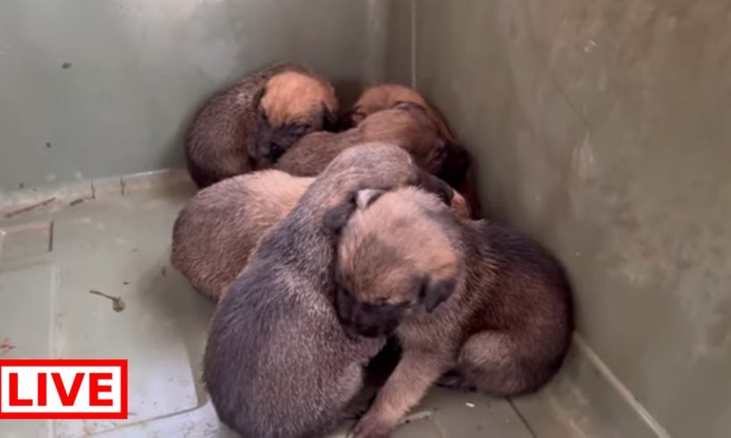 The mother is safe with her 6 puppies in the shelter ❤️ - Takis Shelter