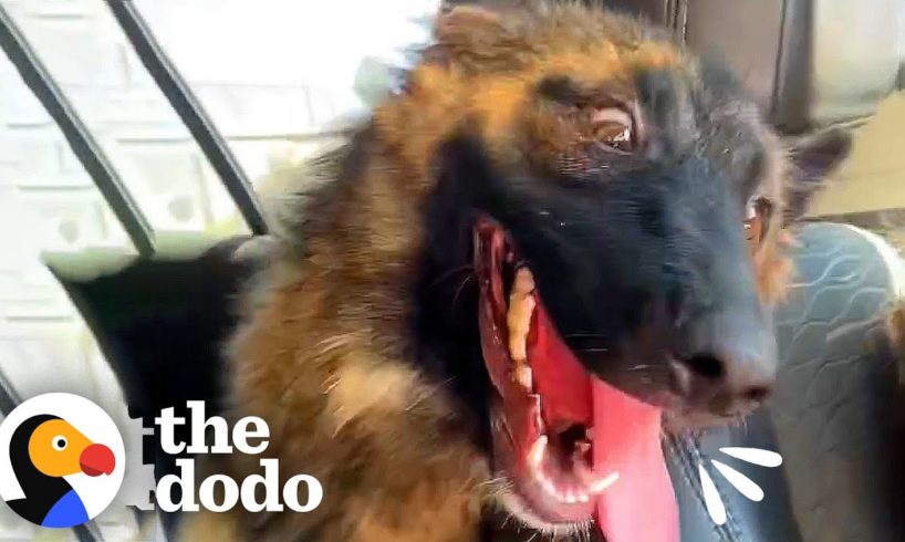 This Dog Is Proof Things Can Work Out Perfectly In The End | The Dodo