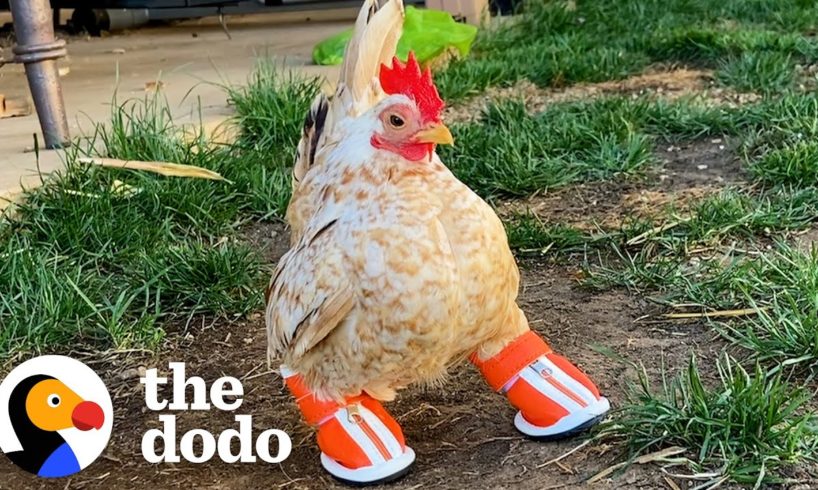 Tiny Chicken Learns To Walk By Wearing Boots | The Dodo