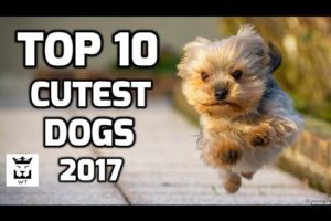 Top 10 Cutest Dogs in the World 2017 - Best Dogs Breeds Ever