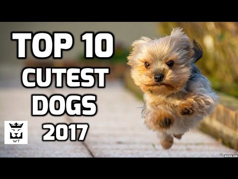 Top 10 Cutest Dogs in the World 2017 - Best Dogs Breeds Ever