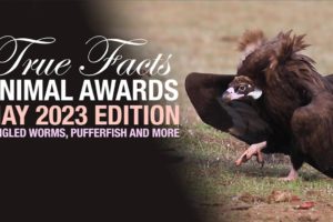 True Facts Animal Awards: Tangle Worms, Creepiest Dave & Much More