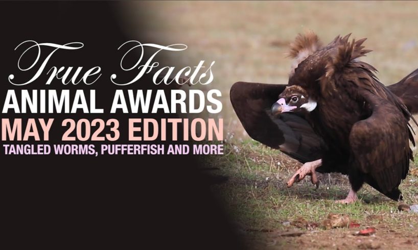 True Facts Animal Awards: Tangle Worms, Creepiest Dave & Much More