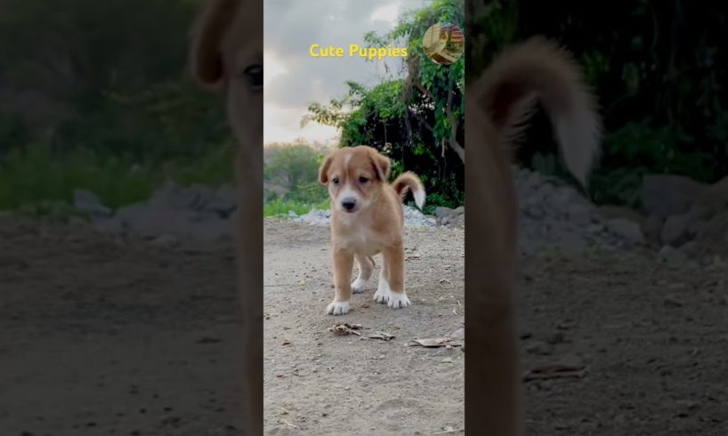 WOW | Cutest Puppies Playing Together ❤️| #shorts #youtubeshorts #puppies #dogs #trendingshorts