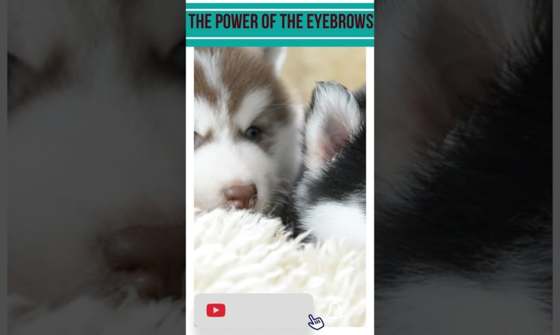 Watch These Cutest Puppies Ever Show Off Their Angry Brows!😄#funny #puppy #shortvideo