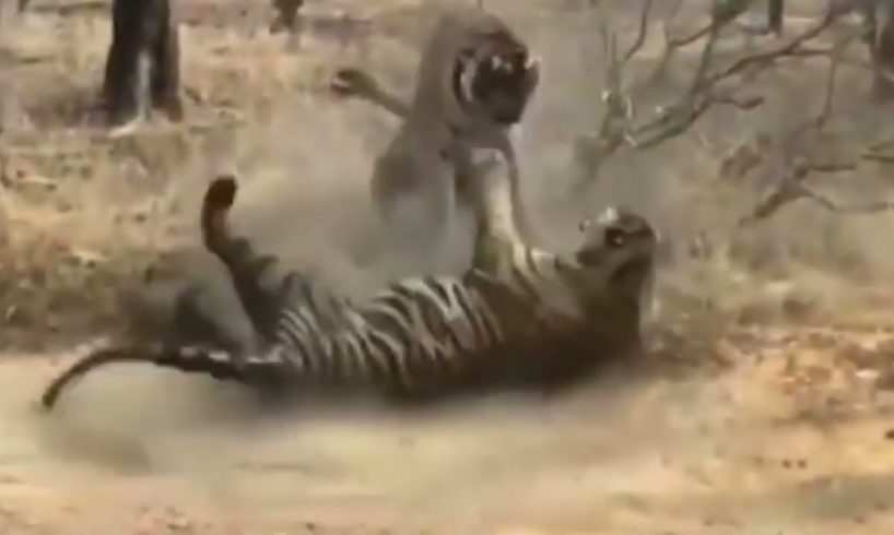 Wild ANIMALS FIGHTS | Tiger Vs Tiger real video