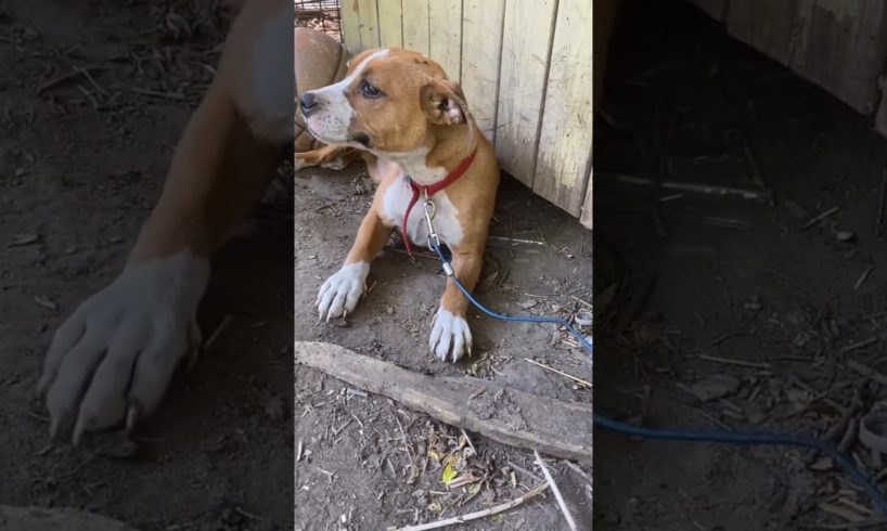 Woman Rescues Dog Left Tied to Fence