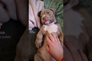 Worlds Cutest Puppy | XL American Bully Puppies
