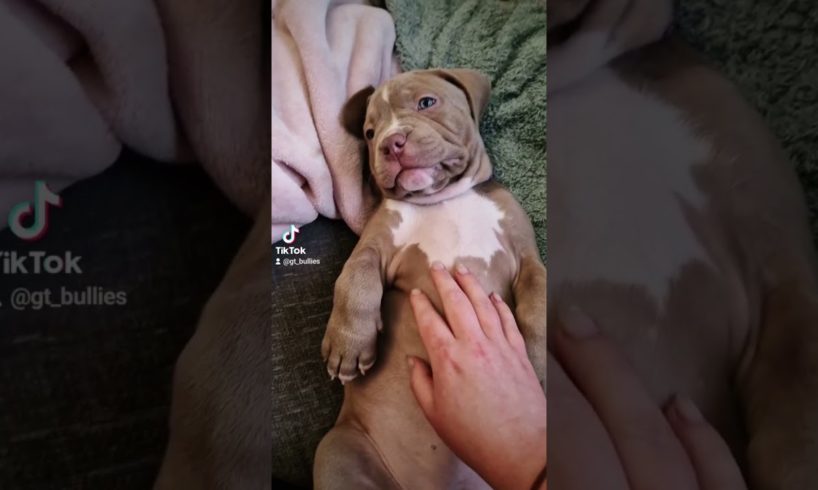 Worlds Cutest Puppy | XL American Bully Puppies